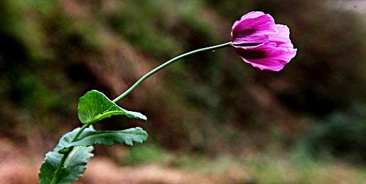 肉鸽节奏恋爱模拟游戏《Freaked Fleapit 冥舞之约》全新Steam试玩版现已上线！